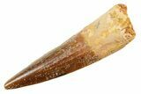 Fossil Spinosaurus Tooth - Real Dinosaur Tooth #362916-1